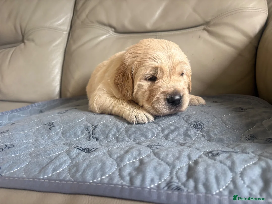 Golden Retriever dogs for sale: Golden Retiever puppies  - Advert 2