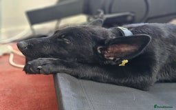 German Shepherd dogs for sale: Reduced ready2go TOP KC Czech German health tested in Wolverhampton - Image 2