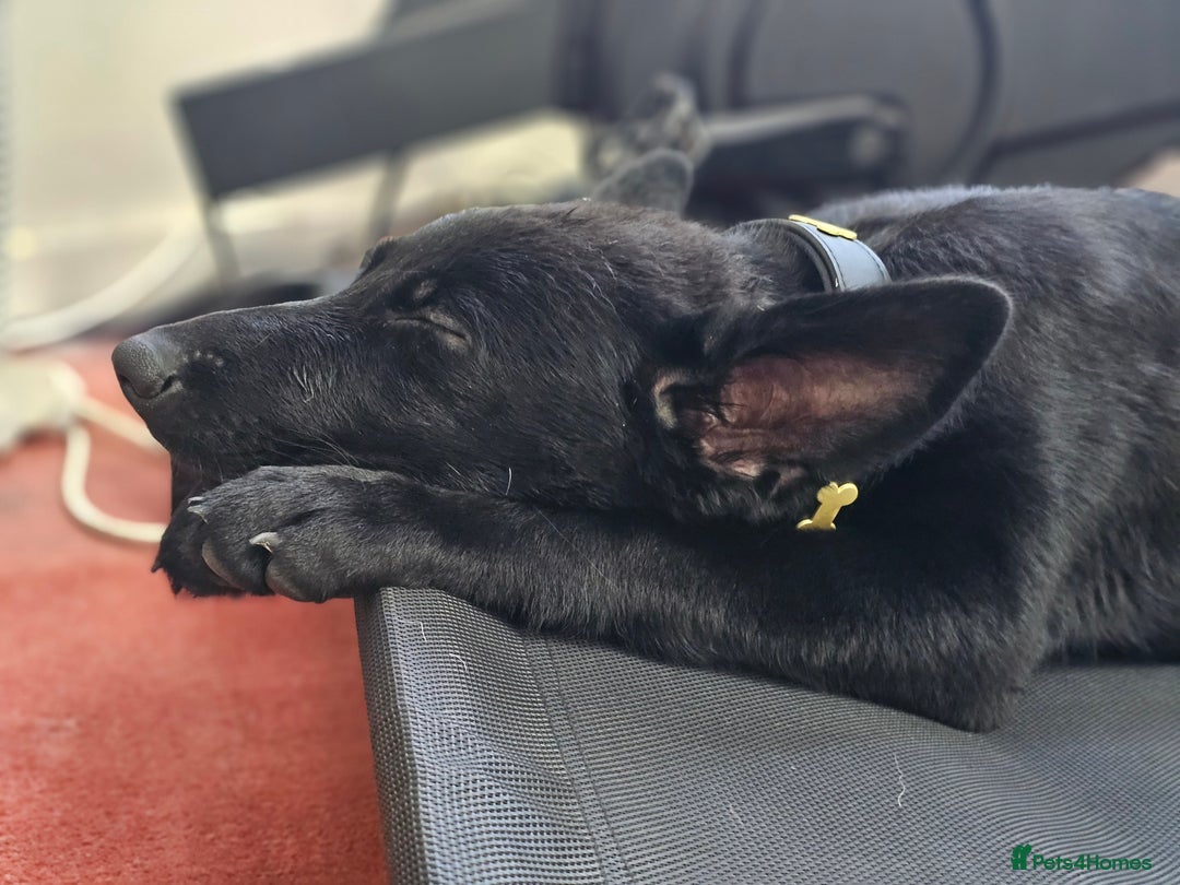 German Shepherd dogs for sale: Reduced ready2go TOP KC Czech German health tested in Wolverhampton - Image 2