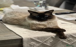 Ragdoll cats for sale: Ash ragdoll male - Image 1