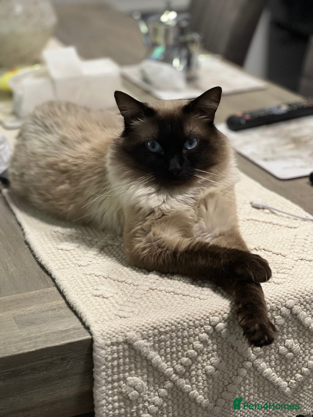 Ragdoll cats for sale: Ash ragdoll male - Image 1