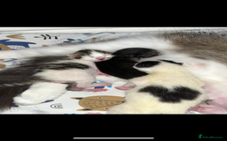 British Shorthair cats for sale: 4 stunning kittens for sale  - Image 3