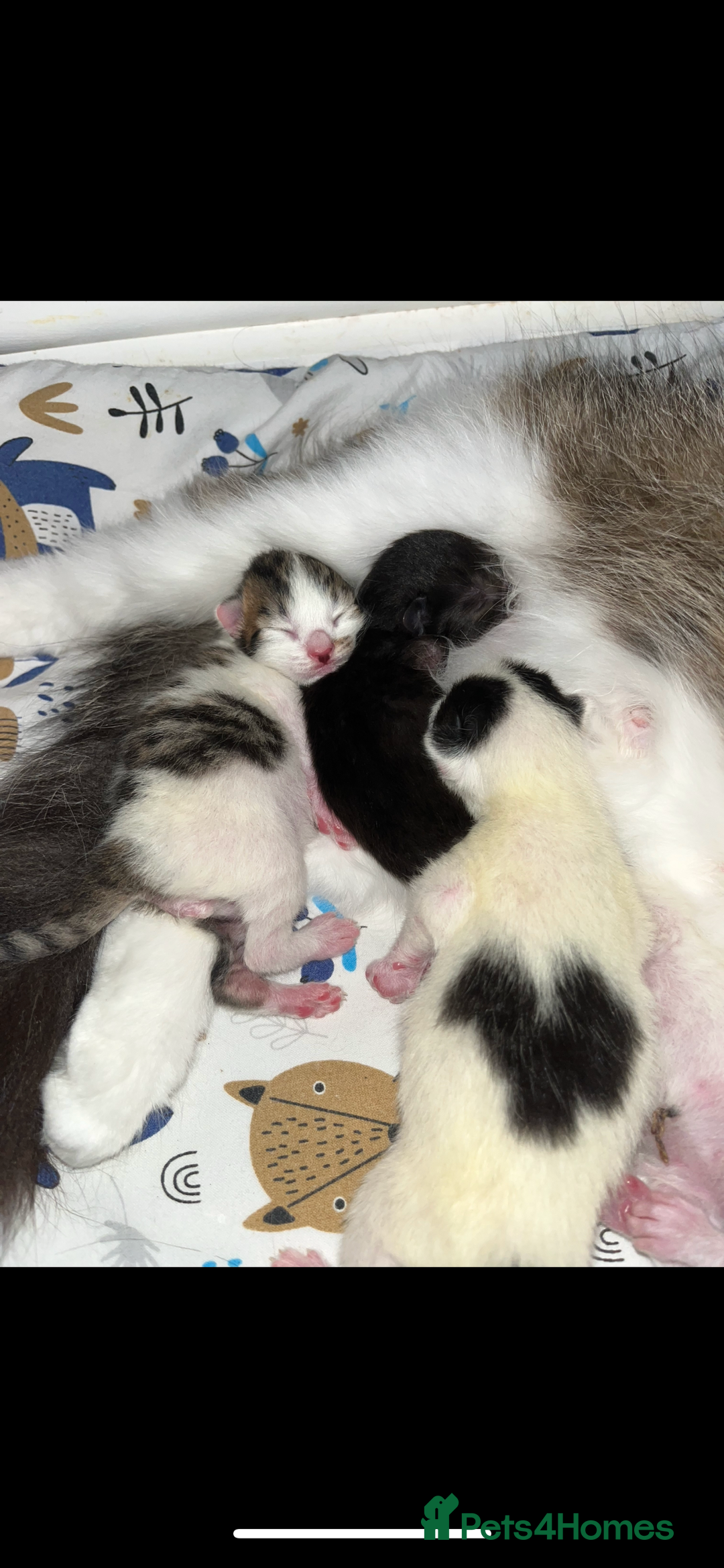 British Shorthair cats for sale: 4 stunning kittens for sale  - Image 3