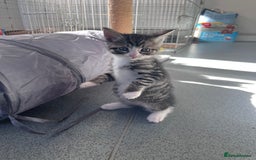 Mixed Breed cats for sale: Mainecoon/Bengal X kittens - Image 8