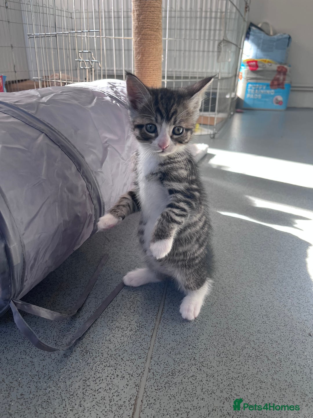 Mixed Breed cats for sale: Mainecoon/Bengal X kittens - Image 8