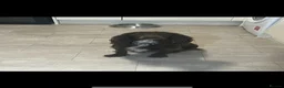 Cockerdor dogs for sale: 3 black beautiful cockerdor pups left - Advert 5