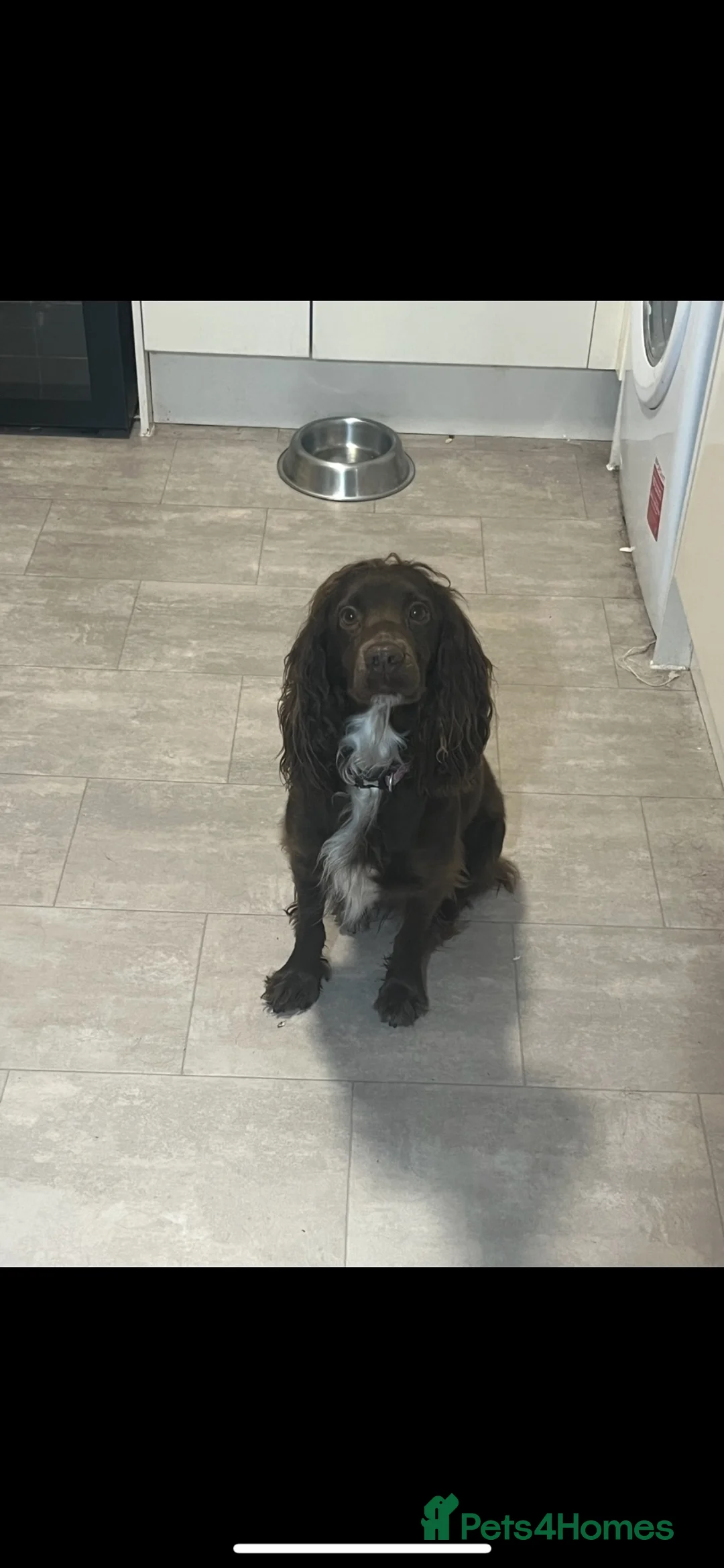 Cockerdor dogs for sale: 3 black beautiful cockerdor pups left - Advert 5