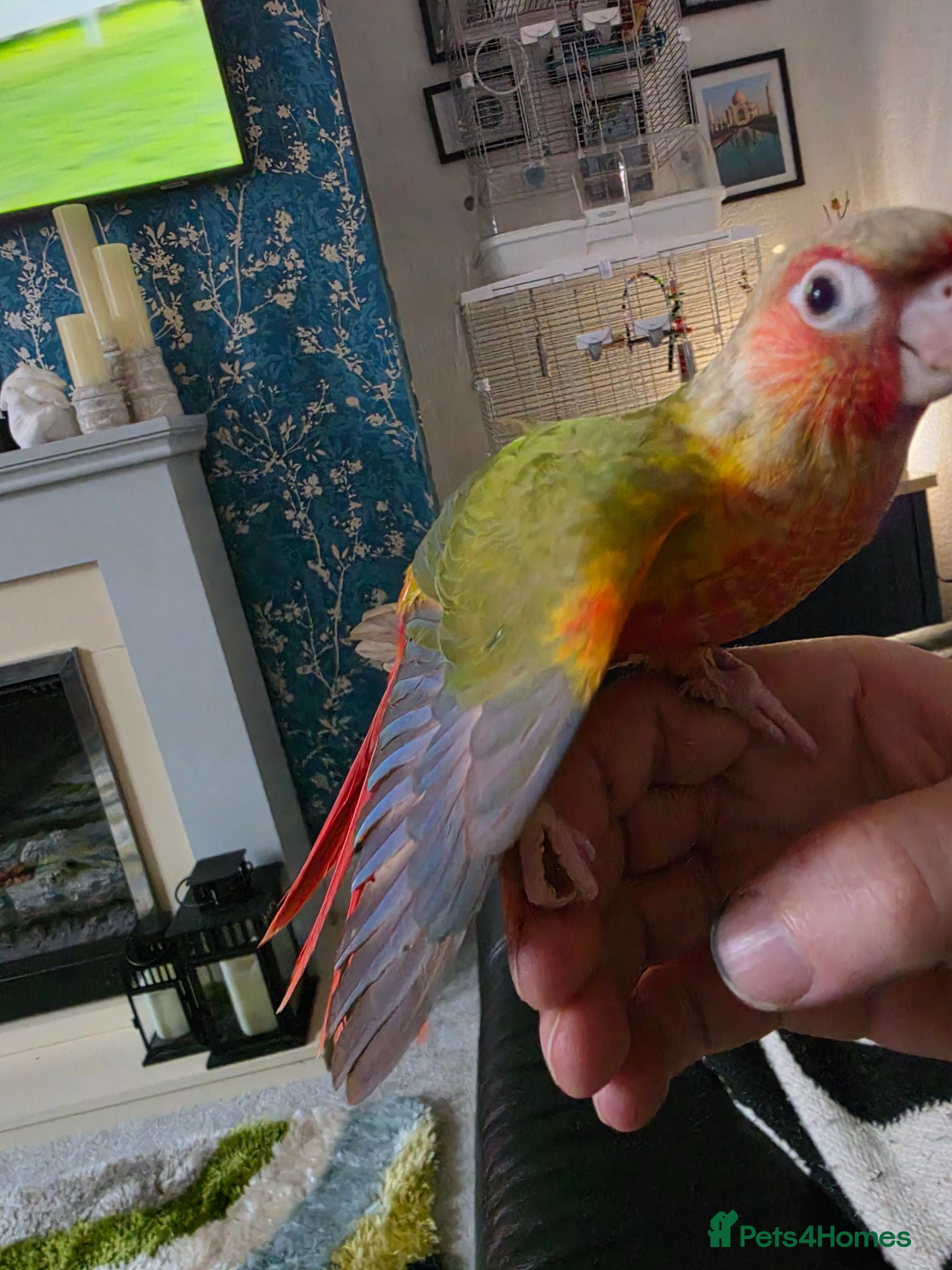 Conures birds Hand-reared TAME RED Conure! 325 ono - Advert 13