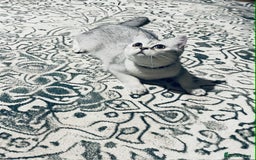 Scottish Fold cats for sale: Lovely silver white female looking for new home - Image 1