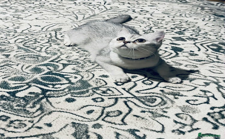 Scottish Fold cats - Advert 1