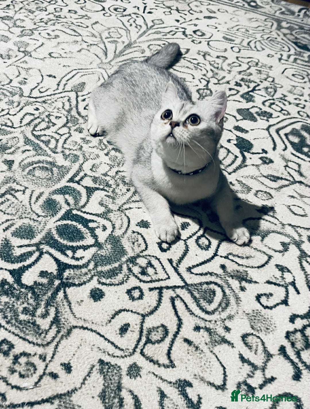 Scottish Fold cats for sale: Lovely silver white female looking for new home - Image 1