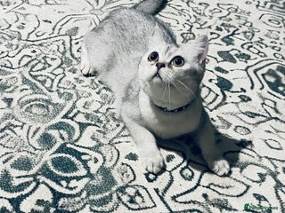 Scottish Fold cats - Advert 5