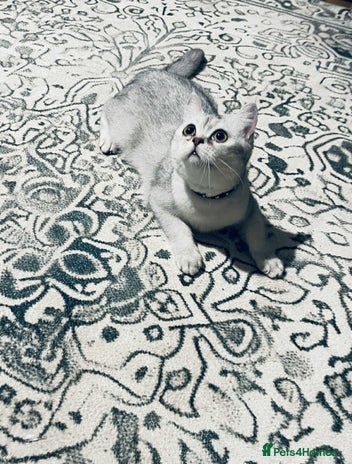 Scottish Fold cats - Advert 11