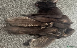 Mixed Breed cats for sale: Three 10 week old kittens  - Image 8