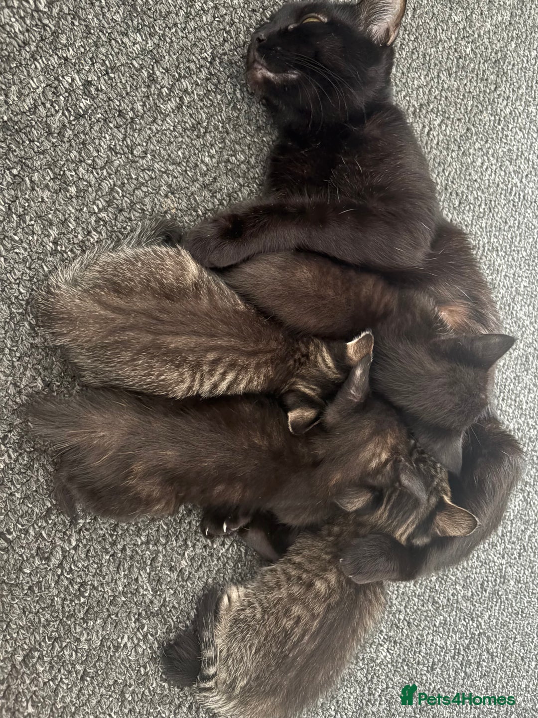 Mixed Breed cats for sale: Three 10 week old kittens  - Image 8