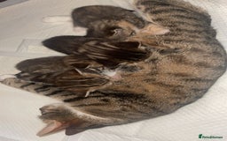 European cats for sale: Adorable kittens for sale  - Image 14