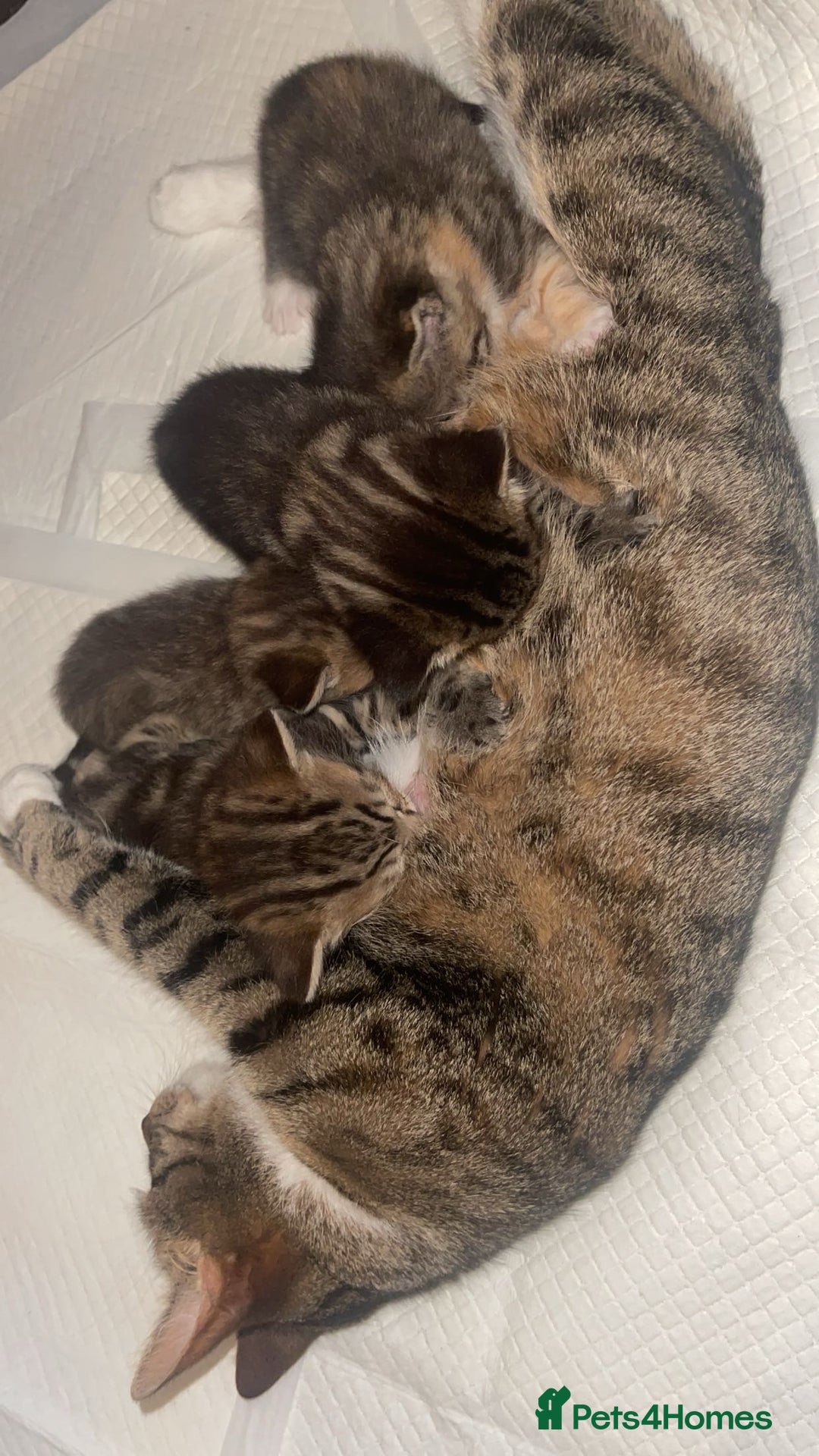 European cats for sale: Adorable kittens for sale  - Image 14