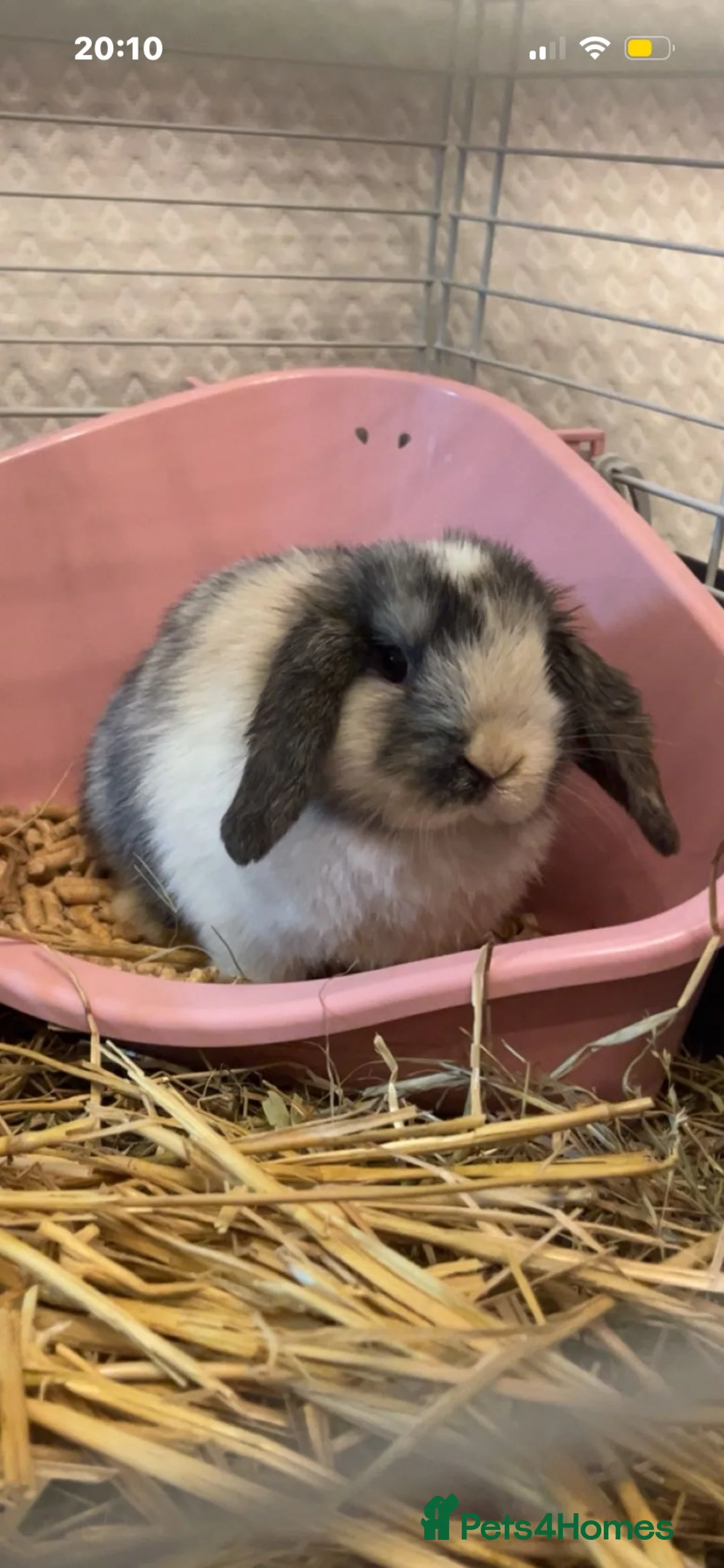 Mini Lop rabbits for sale: 4 month old mini lop for sale  - Advert 1
