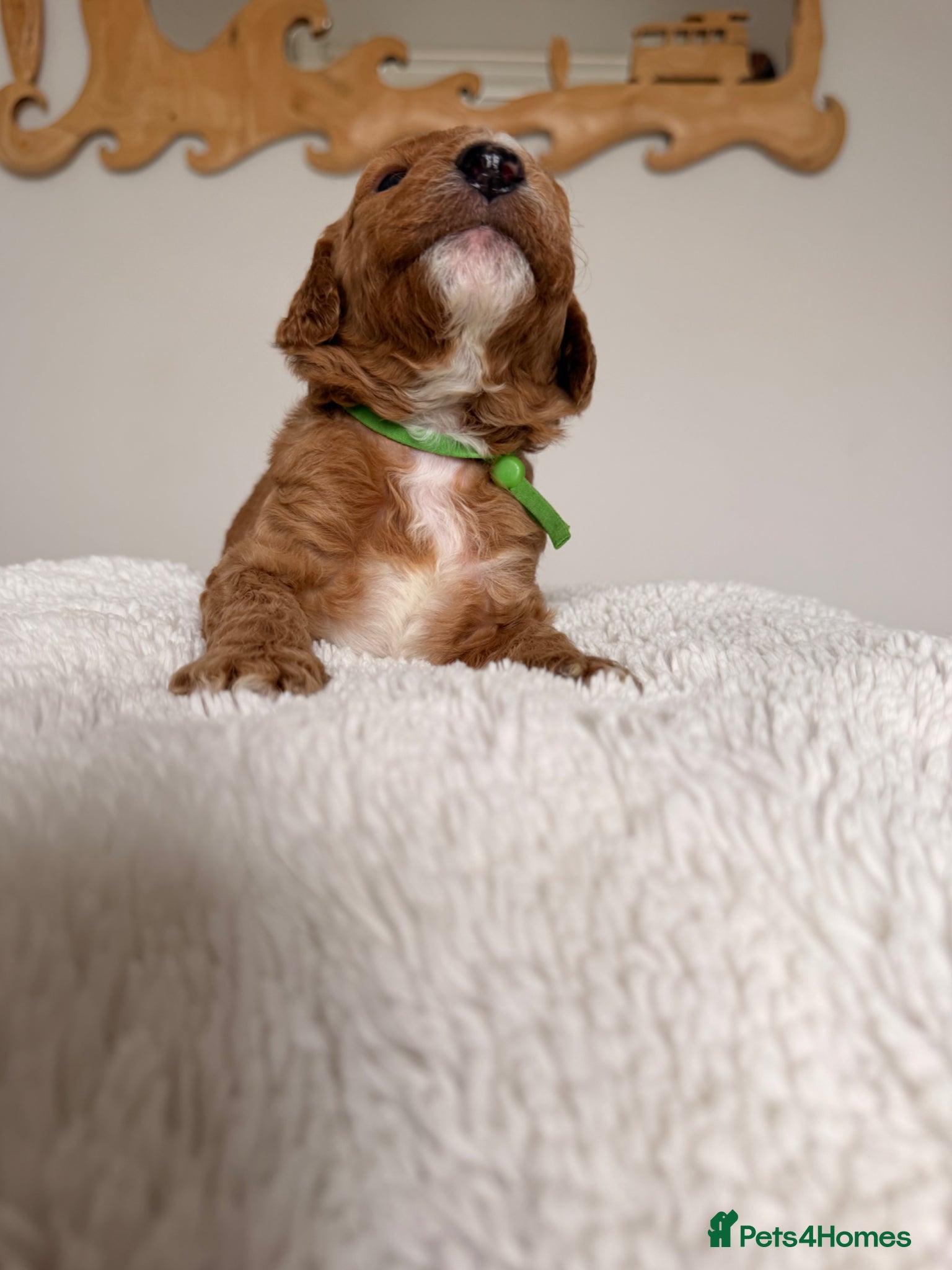 Mini Goldendoodle dogs EXCEPTIONAL AUSTRALIAN DOODLES 🐾 HEALTH TESTED🐾  - Advert 9