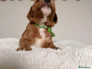 Mini Goldendoodle dogs EXCEPTIONAL AUSTRALIAN DOODLES 🐾 HEALTH TESTED🐾 - Advert 9