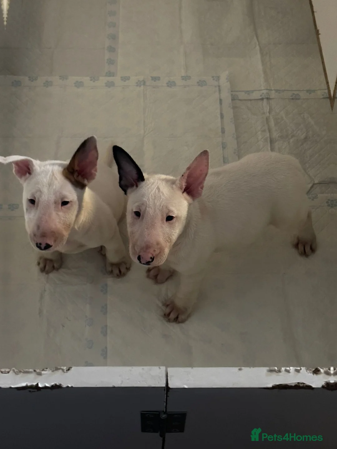 English Bull Terrier dogs for sale: English Bull terrier pups  - Advert 10