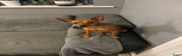 Miniature Pinscher dogs for stud: Toffik the stud  in Halifax - Advert 6