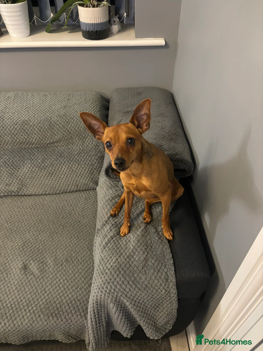 Miniature Pinscher dogs for stud: Toffik the stud  in Halifax - Advert 6