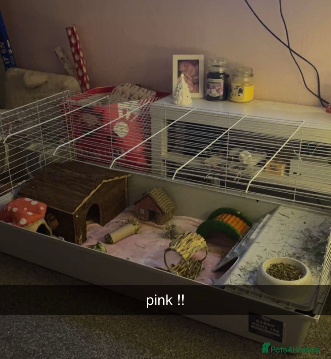 Guinea Pig rodents for sale: Female Guinea Pigs Bonded Need Rehoming - Advert 9