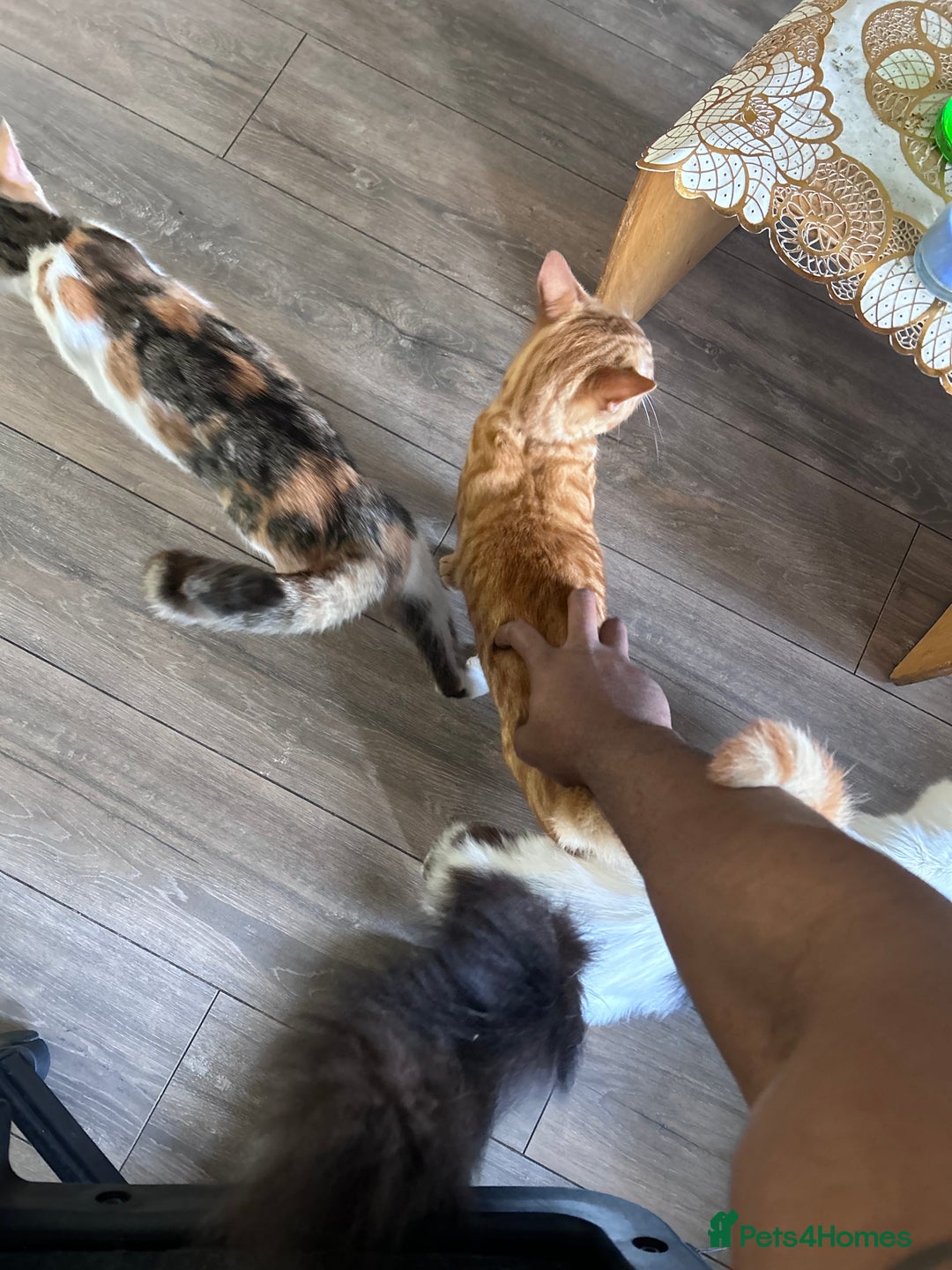 Mixed Breed cats for sale: Ginger Boy - Image 4