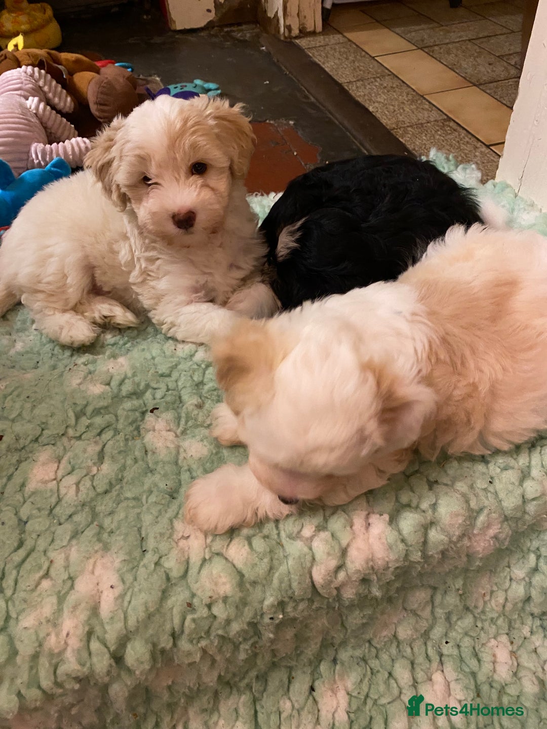 Chinese Crested dogs for sale: TRULY TRULY SCRUMPTIOUS apricot powder puff GIRL   - Advert 15