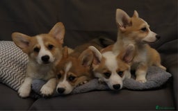 Welsh Corgi Pembroke dogs for sale: Stunning 33 Generation KC Pembroke Corgi Pups - Image 6