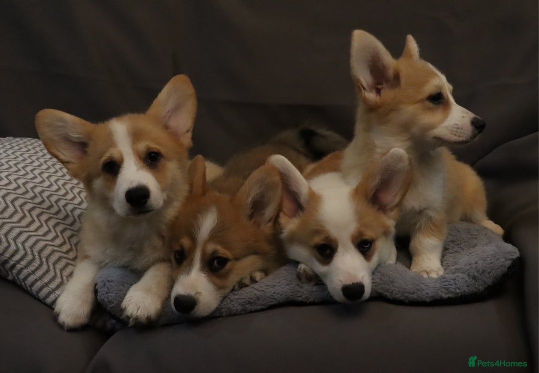 Welsh Corgi Pembroke dogs for sale: Stunning 33 Generation KC Pembroke Corgi Pups - Image 6