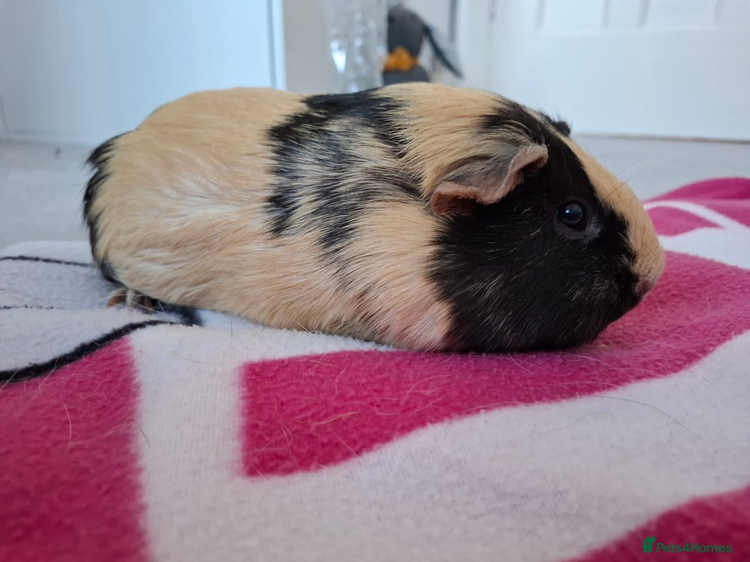 Guinea Pig rodents for sale: Two Beautiful Female Guinea Pigs - Advert 6