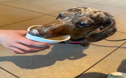 Dachshund dogs for sale: Beautiful minature dapple dachshund. 8 months old. - Image 6