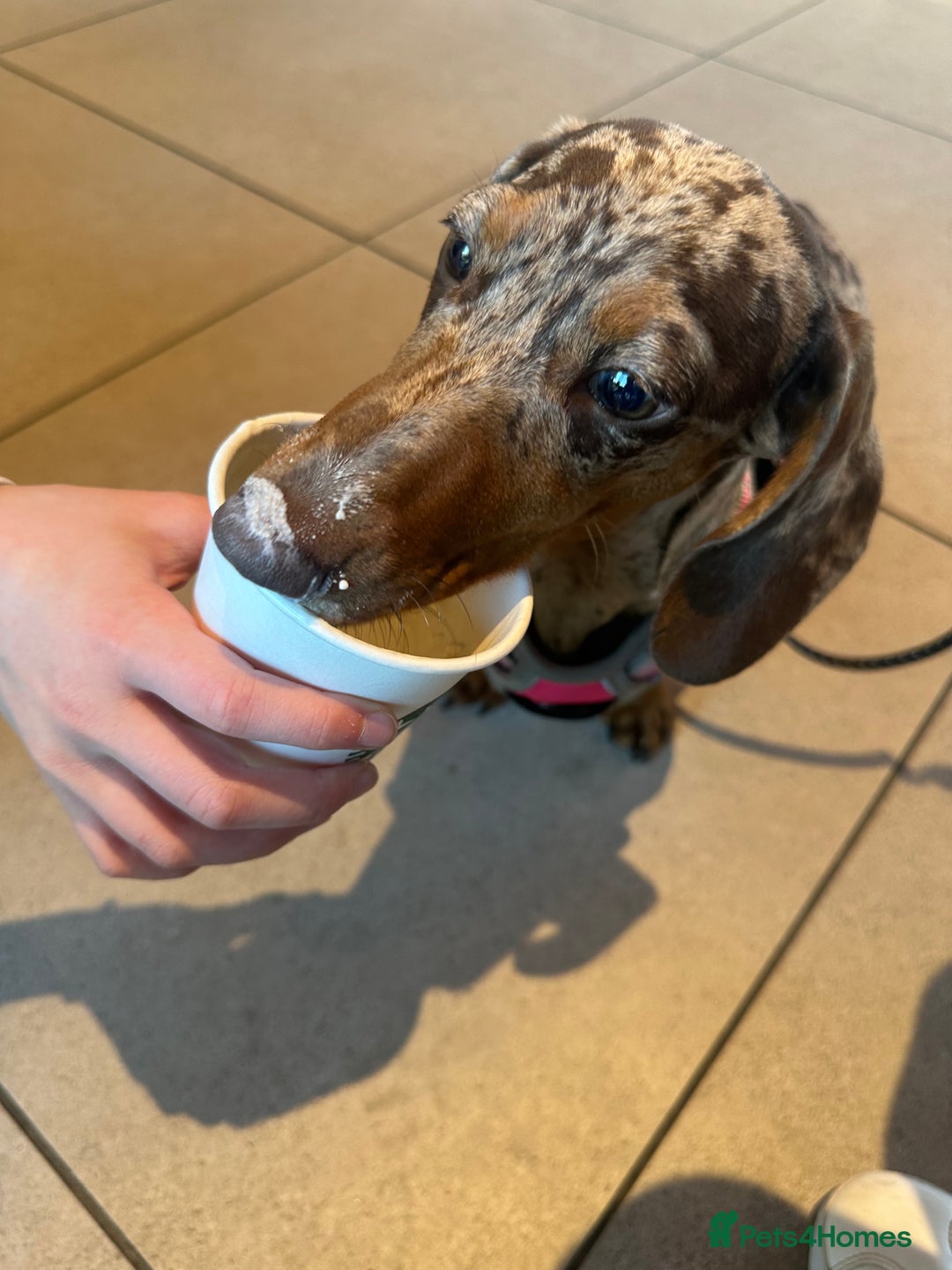 Dachshund dogs for sale: Beautiful minature dapple dachshund. 8 months old. - Image 6