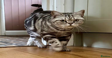 British Shorthair cats - Advert 5