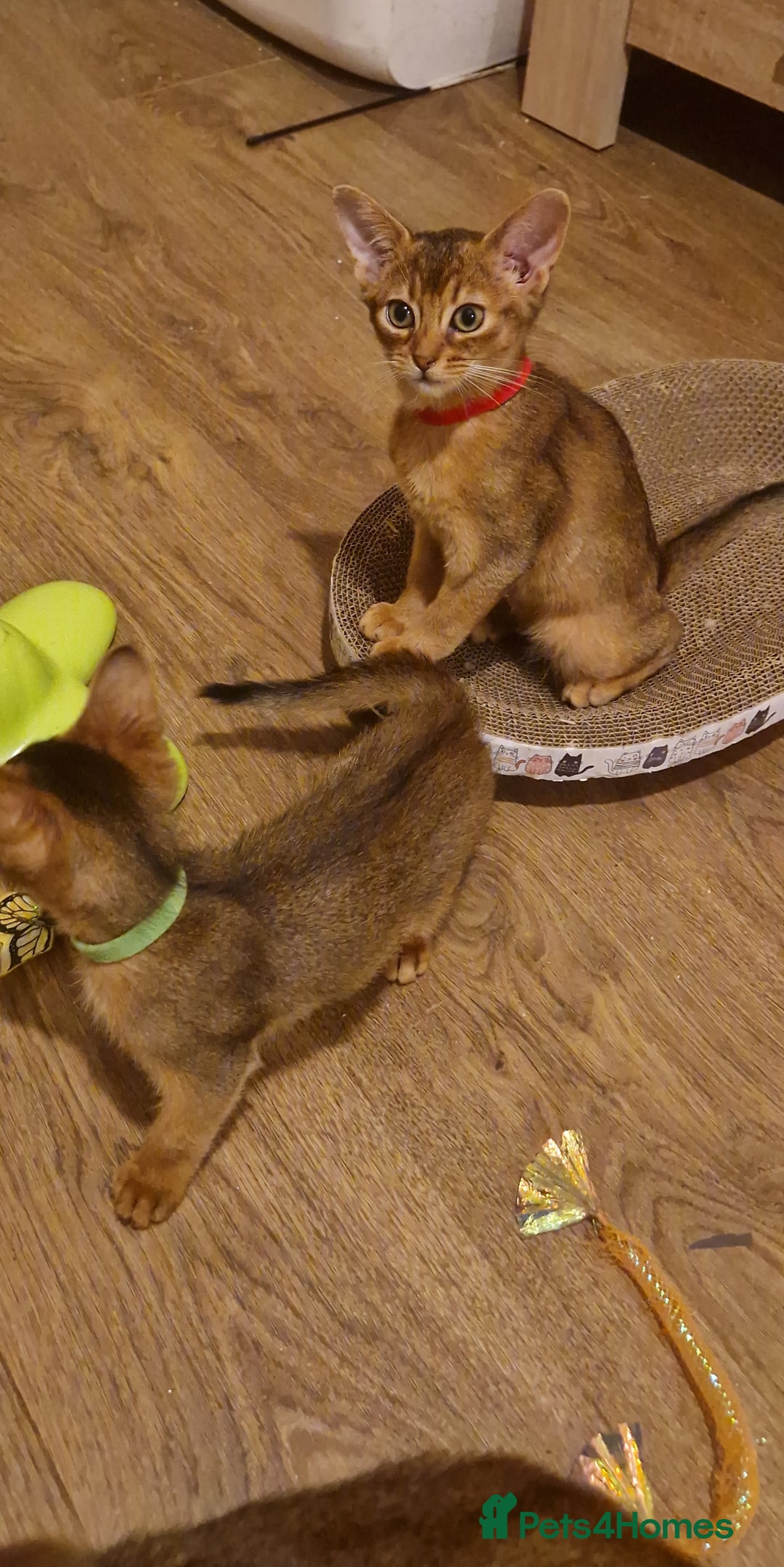 Abyssinian cats for sale: Pure Abyssian kittens ❤️ - Advert 2