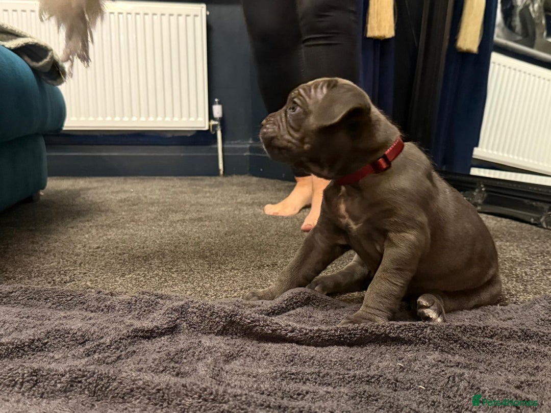 Cane Corso dogs for sale: Exceptional Quality Full Pedigree  - Advert 34