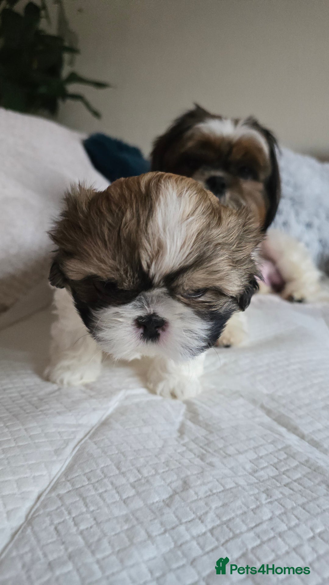 Shih Tzu dogs for sale: Two Shih Tzu female - Advert 15