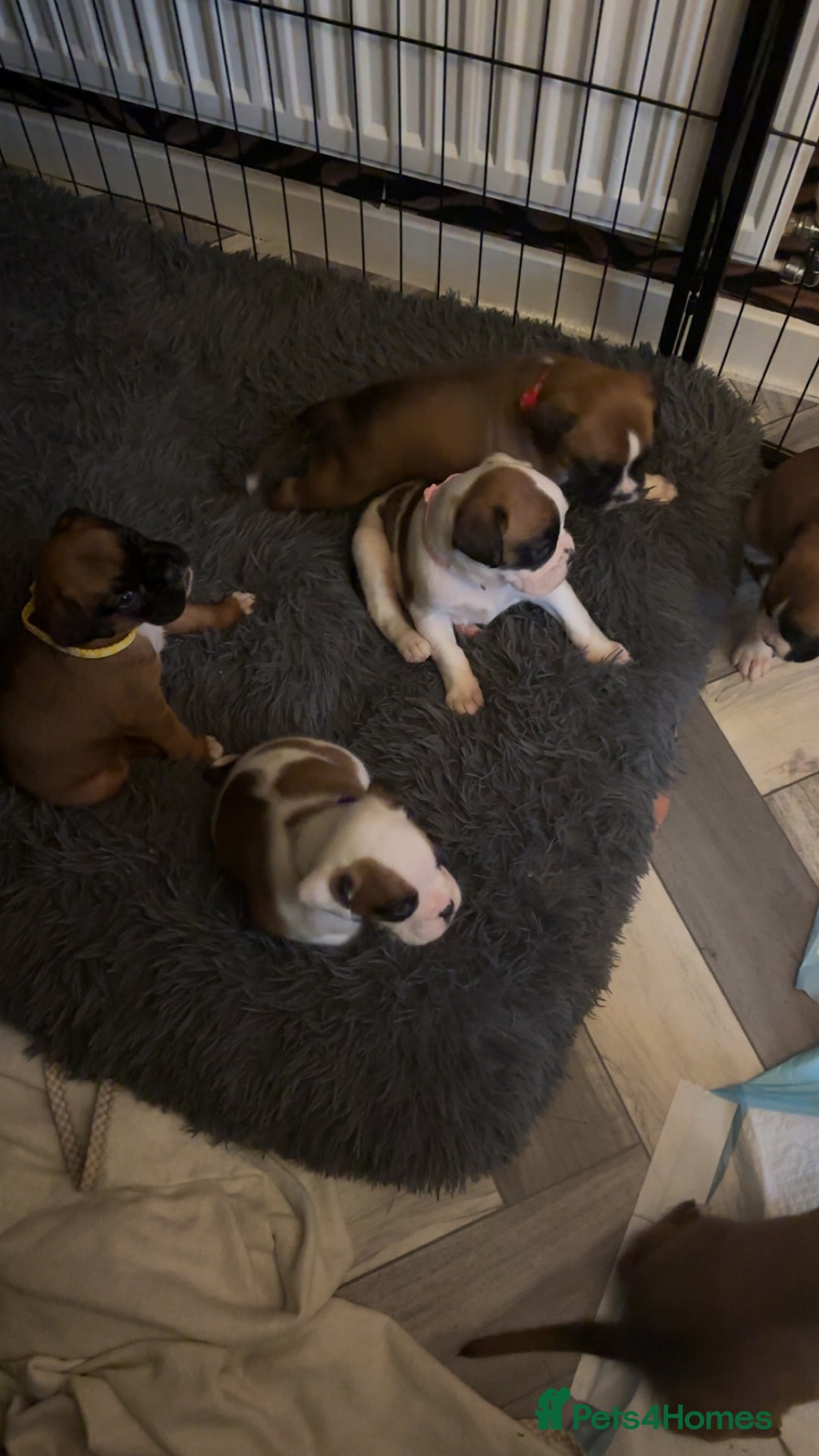 Boxer dogs for sale: Boxer puppies 5 bitches 1 boy  - Advert 4