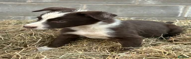 Border Collie Puppy 2