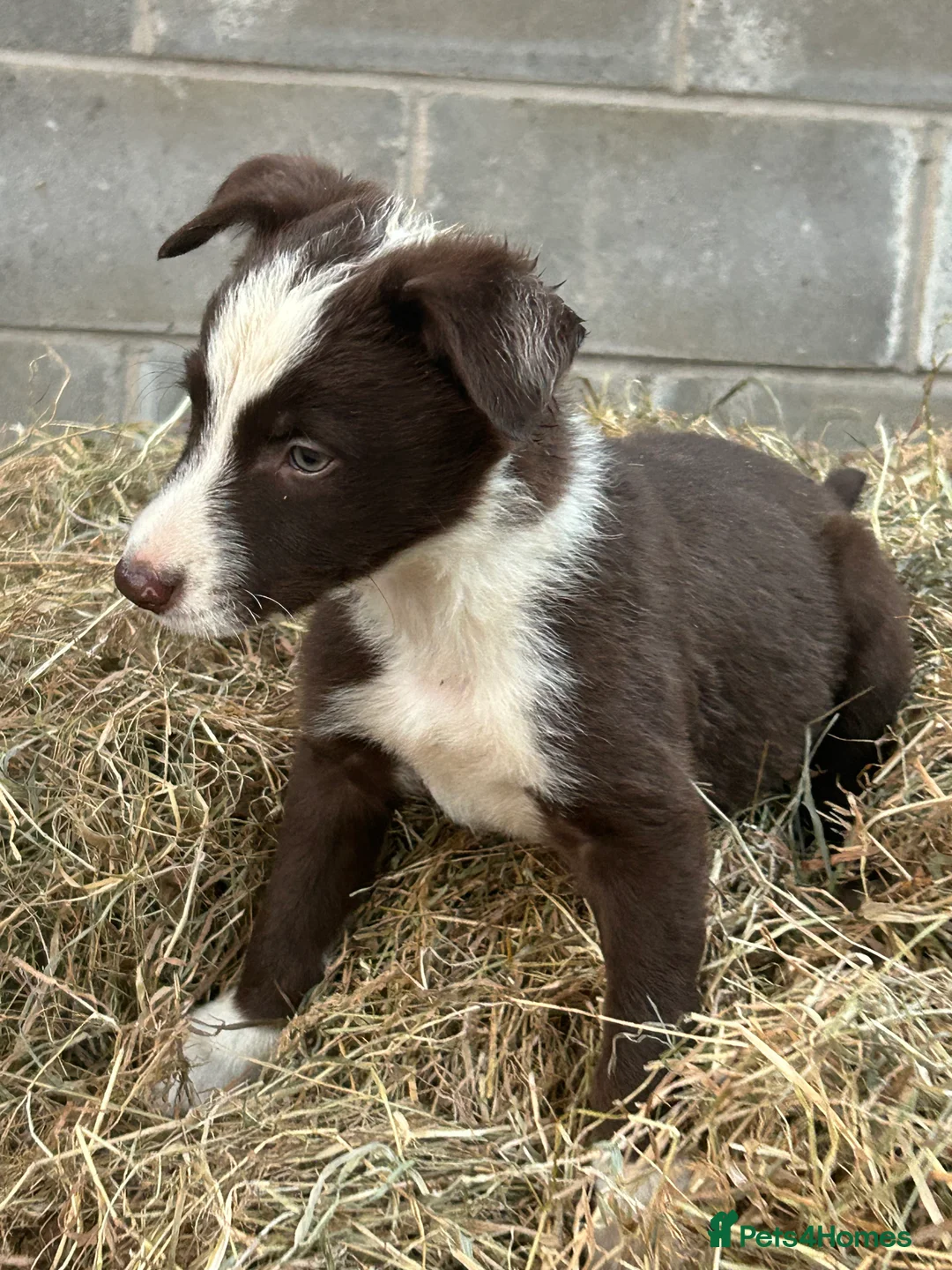 Border Collie dogs for sale: Border collie pups in Beith - Advert 5