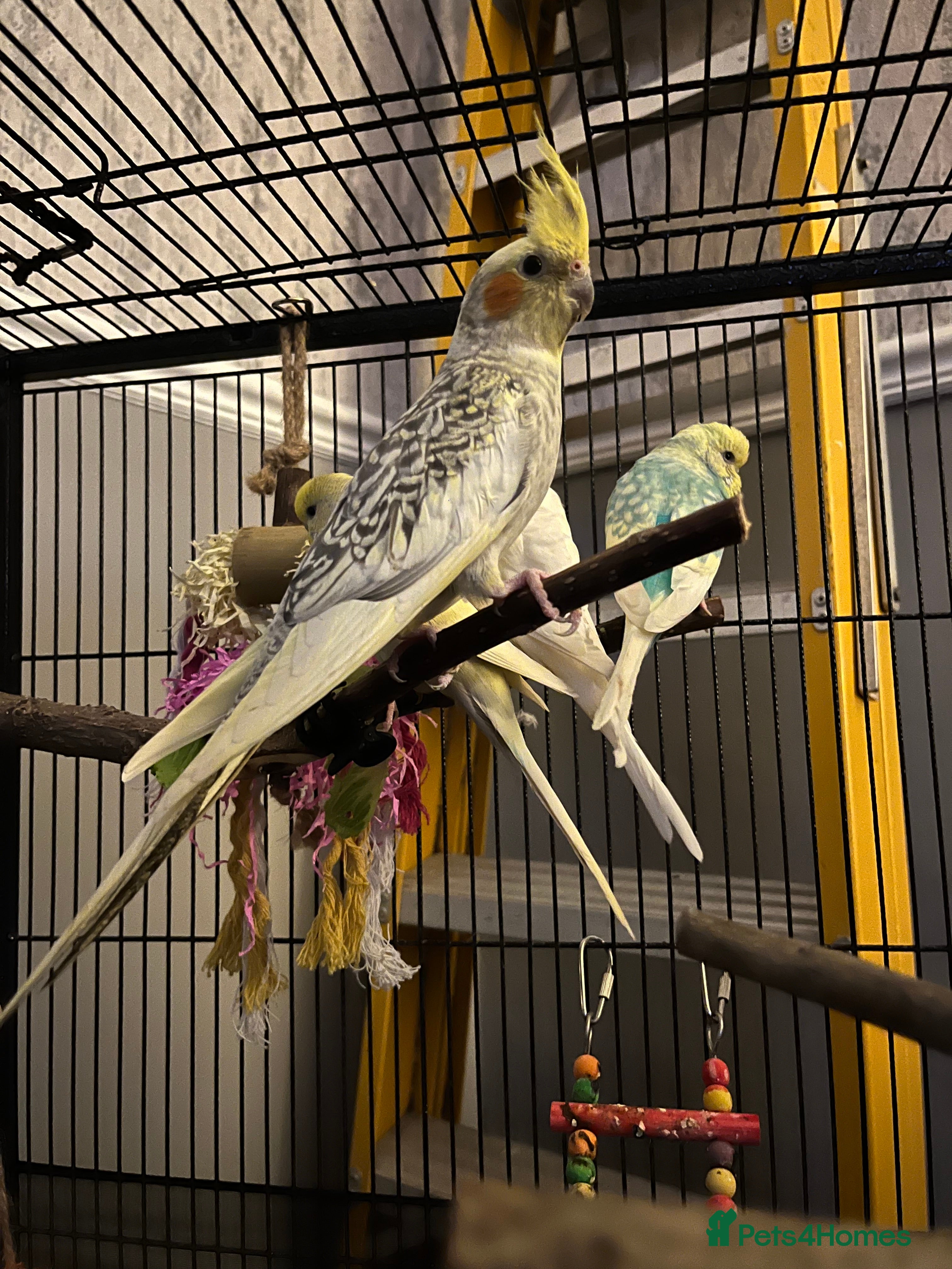 Cockatiels birds 2 birds for sale - Advert 20