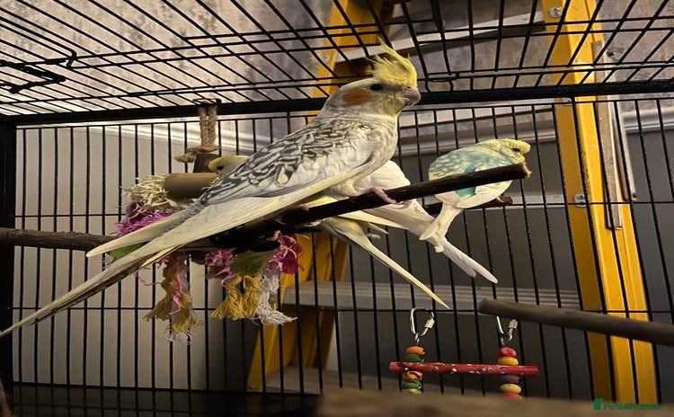 Cockatiels birds 2 birds for sale - Advert 1