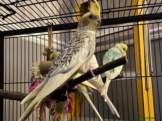 Cockatiels birds 2 birds for sale - Advert 3