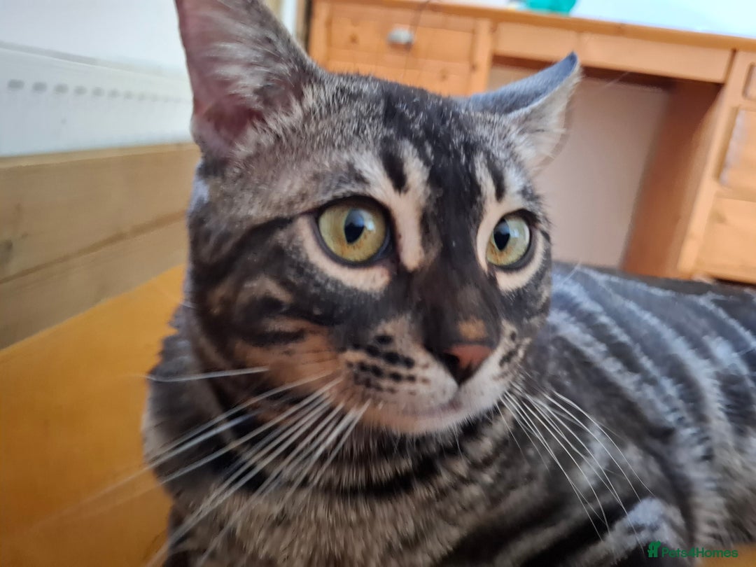 Bengal cats for stud: OUTSTANDING SILVER CHARCOAL BENGAL STUD - Image 1