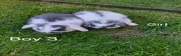 Mini Lop rabbits for sale: Mini lop babies.  - Advert 2