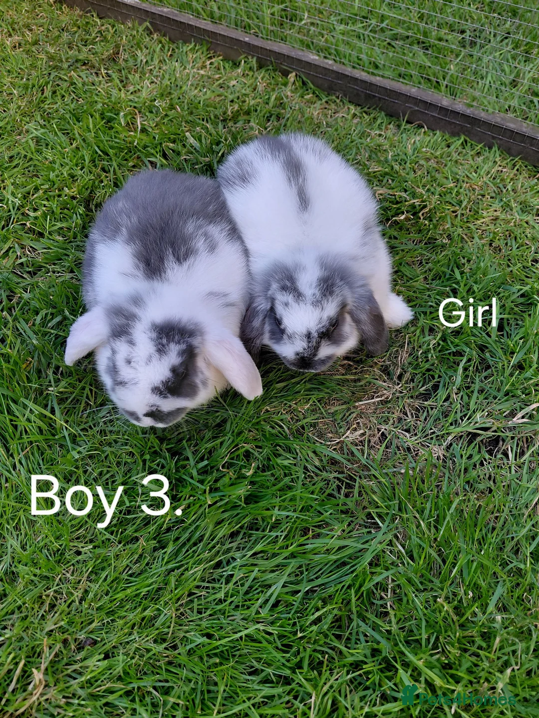 Mini Lop rabbits for sale: Mini lop babies.  - Advert 2
