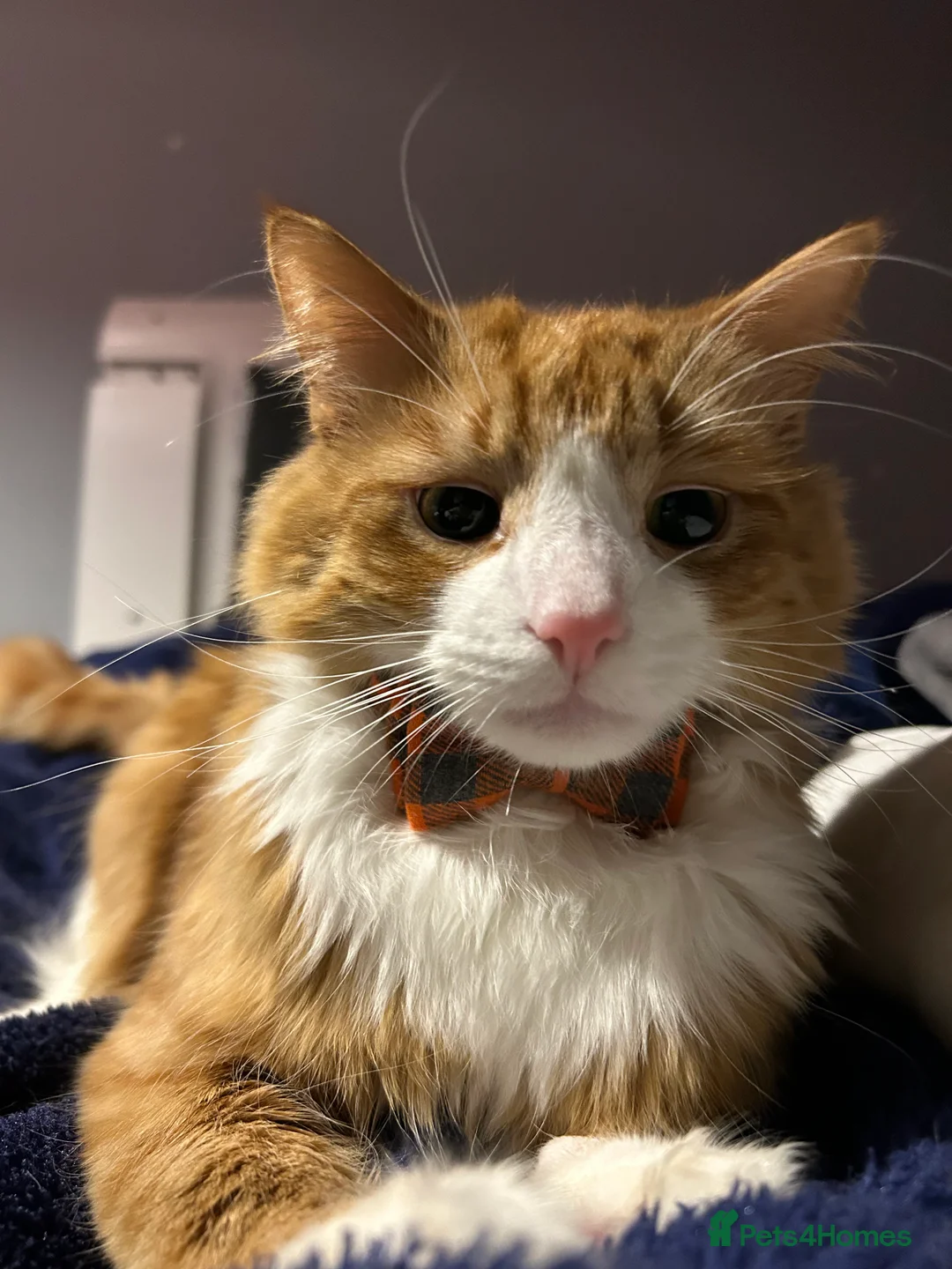 Turkish Angora cats for stud: Handsome boy is ready for stud  - Advert 1