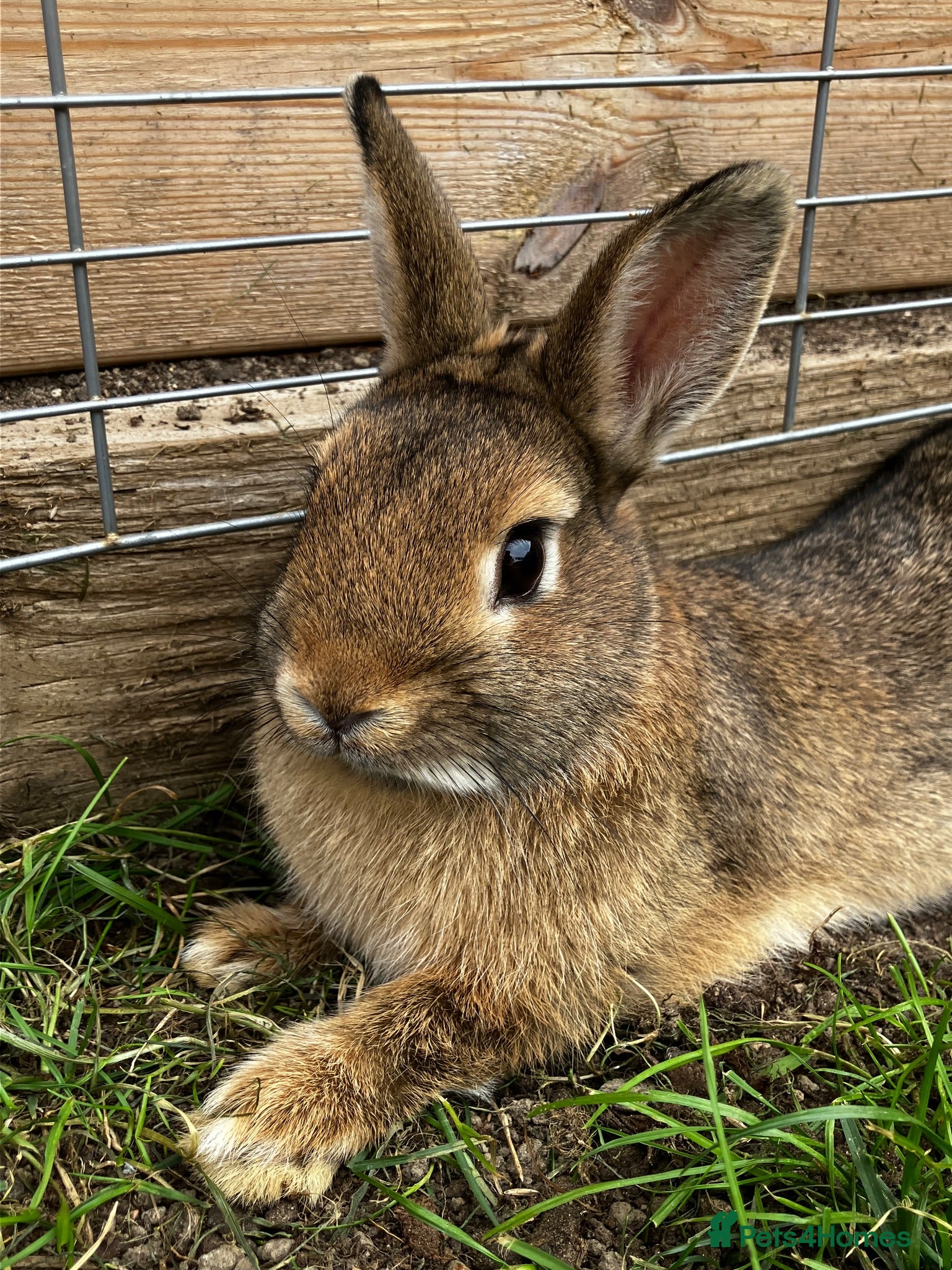 Netherland Dwarf rabbits LAST Male & Female Netherland Dwarf! - Advert 1